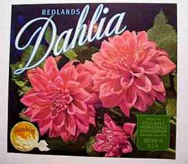 #LC013 - 1950s Sunkist Dahlia Oranges Label