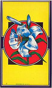#ZLB012 - Group of 7 Lily Broom Labels