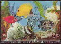 #MS127 - Lenticular Photo Postcard of Tropical Fish