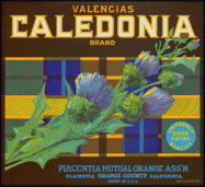 #ZLC150 - Caledonia Valencia Orange Label