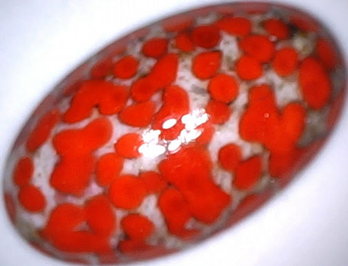 #BEADS0621 - Very Large 24mm Coral Matrix Glass Cabochon