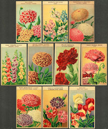 #CE092 - Group of 10 Different 1920s French Flower Seed Pack/Jar Labels - Spectacular Colors