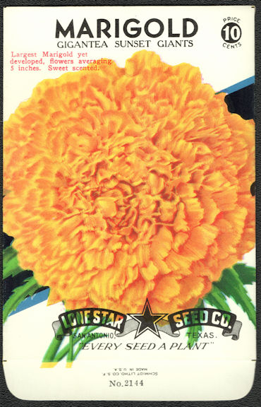 #CE014 - Gigantea Sunset Giant Marigold Lone Star 10¢ Seed Pack - as low as 50¢ each