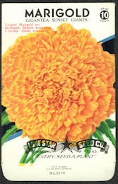 #CE014 - Gigantea Sunset Giant Marigold Lone Star 10¢ Seed Pack - as low as 50¢ each