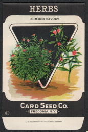 #CE177 - Summer Savory Herb Seed Packet - Card Seed Co.
