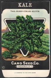 #CE187 - Tall Green Curled Scotch Kale Seed Packet - Card Seed Co.