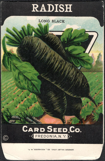 #CE162 - Long Black Radish Card Seed Packet