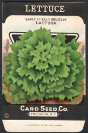 #CE191 - Early Curled Selician Lattuga Lettuce Seed Packet - Card Seed Co.