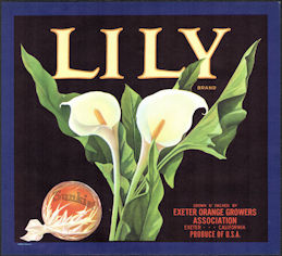 #ZLSH021 - Group of 12 Lily Sunkist Orange Crate Labels - Exeter, CA