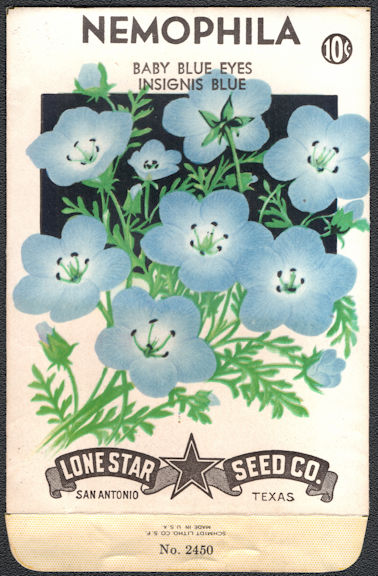 #CE021 - Baby Blue Eyes Insignis Blue Nemophila Lone Star 10¢ Seed Pack - As Low As 25¢ each