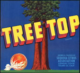 #ZLC442 - Tree Top Sunkist Orange Crate Label - Twin Sequoia Tree