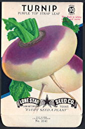 #CE082 - Brilliantly Colored Purple Top Turnip ...