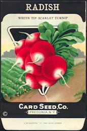 CE131 - Scarce White Tip Scarlet Radish Card Seed Packet