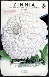 #CE049 - Double Giants of California White Zinnia Lone Star 10¢ Seed Pack - As Low As 50¢ each