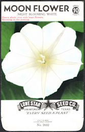 #CE016 - Night Blooming White Moon Flower Lone ...