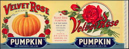 #ZLCA076 - 11" Wide Velvet Rose Pumpkin Can...